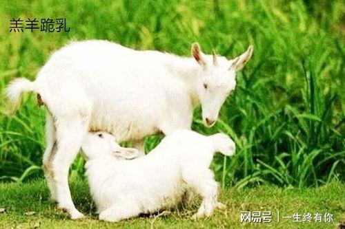 吃瓜小羊玩偶,萌趣可爱,陪伴你的欢乐时光