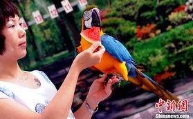 吃鹦鹉瓜甜,品味自然美味之旅