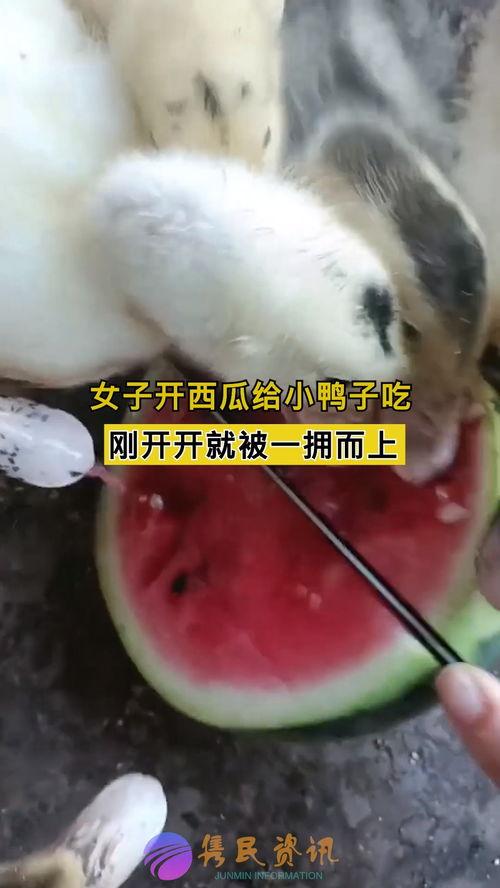 鸭子吃瓜么,揭秘鸭子的饮食习惯