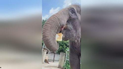 大象吃大肚瓜图片,探寻大象与大肚瓜的奇妙邂逅