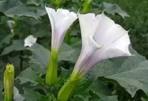 曼陀罗吃瓜视频,揭秘吃瓜视频背后的神秘世界