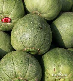 瓜怎么吃才正确,解锁正确食用瓜果的秘诀