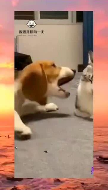 隔壁有瓜吃,揭秘邻里间的秘密生活