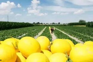 吃桃后再吃蜜瓜,吃桃后蜜瓜的甜蜜邂逅