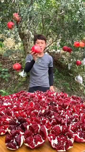 网红石榴吃瓜,揭秘娱乐圈幕后真相