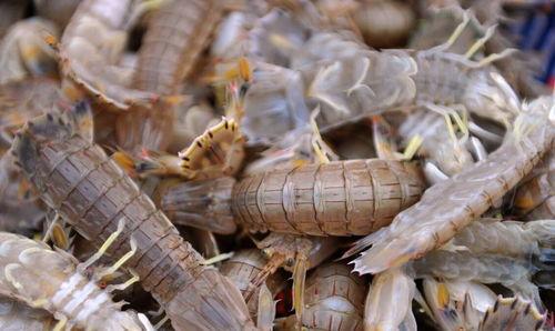 吊瓜能和皮皮虾一起吃吗