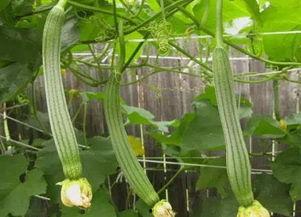 绝配吃瓜,揭秘明星情侣甜蜜背后的秘密