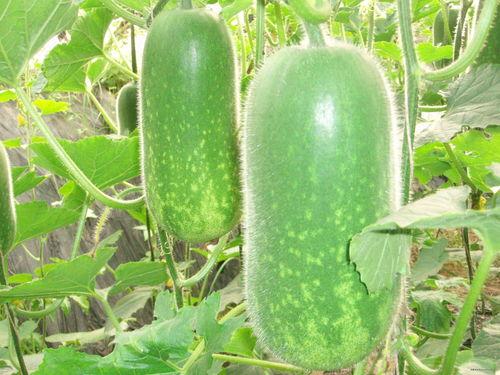 稳稳吃瓜2,揭秘娱乐圈背后的秘密与真相