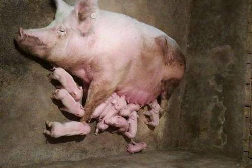 小白猪洗澡吃瓜,欢乐时光温馨呈现